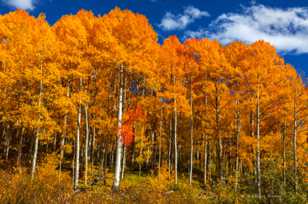 Aspens below Ohio Pass-2045